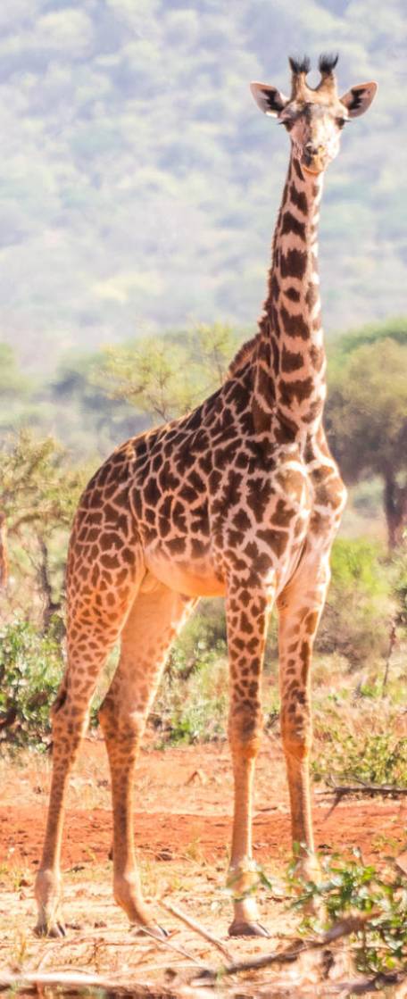 Tarangire, Serengeti, Ngorongoro crater, Lake Manyara & Arusha National Park Tarangire, Serengeti, Ngorongoro crater, Lake Manyara & Arusha National Park